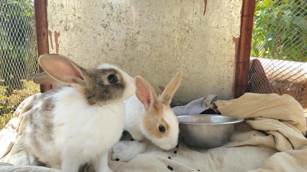 Peace Guesthouse Cottage ポカラ エクステリア 写真